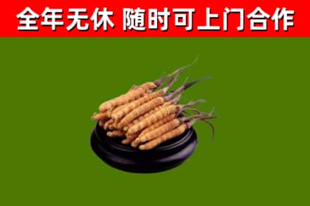 常州烟酒回收冬虫夏草.jpg